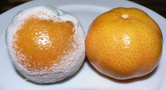 Penicillium na pomeranči